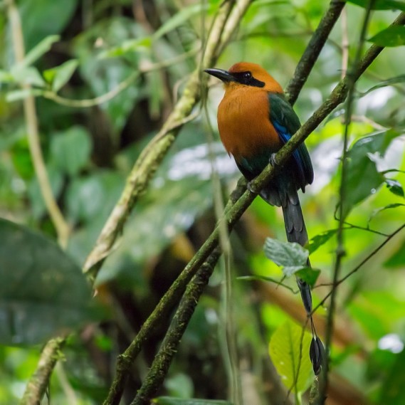 Arenal Volcano and Rainforest Tour - Costa Rica Best Trips