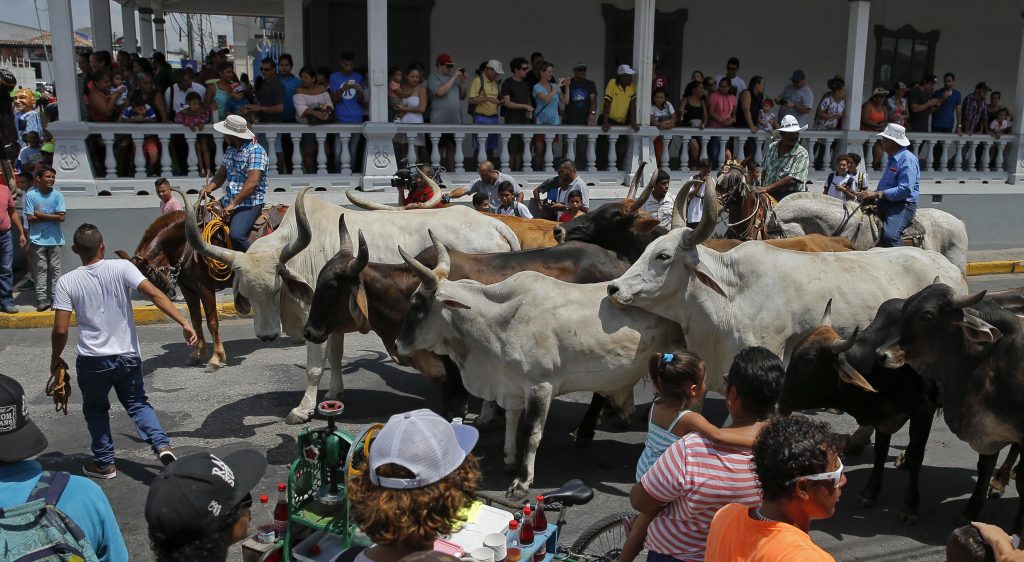 Costa Rica transportation to witness the Bull Bumps tradition