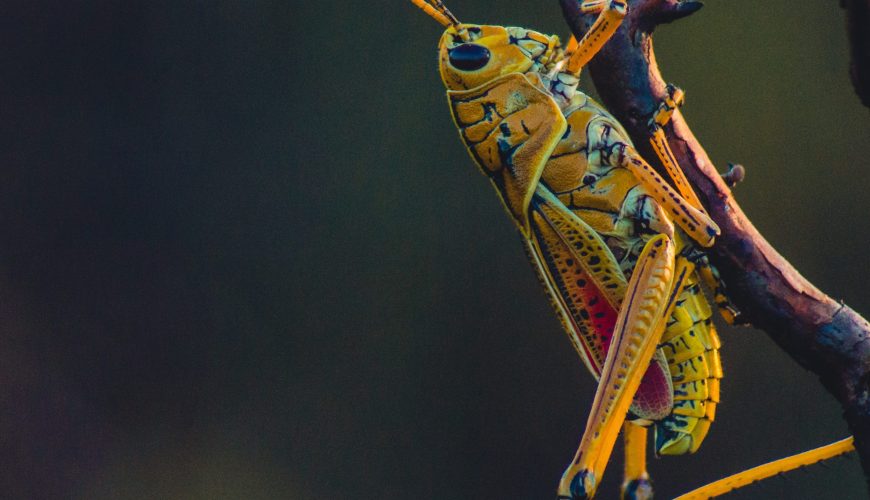 Amazing wonders available through Costa Rica tours