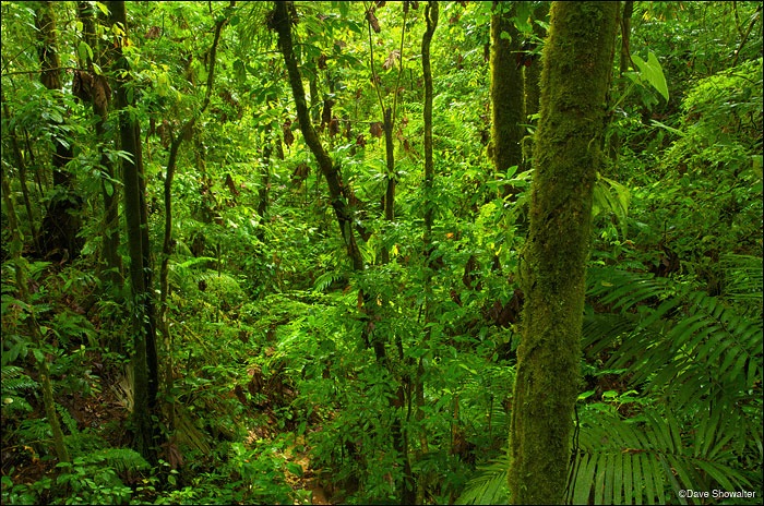 Enjoy with us a hiking tour on the Rain Forest!