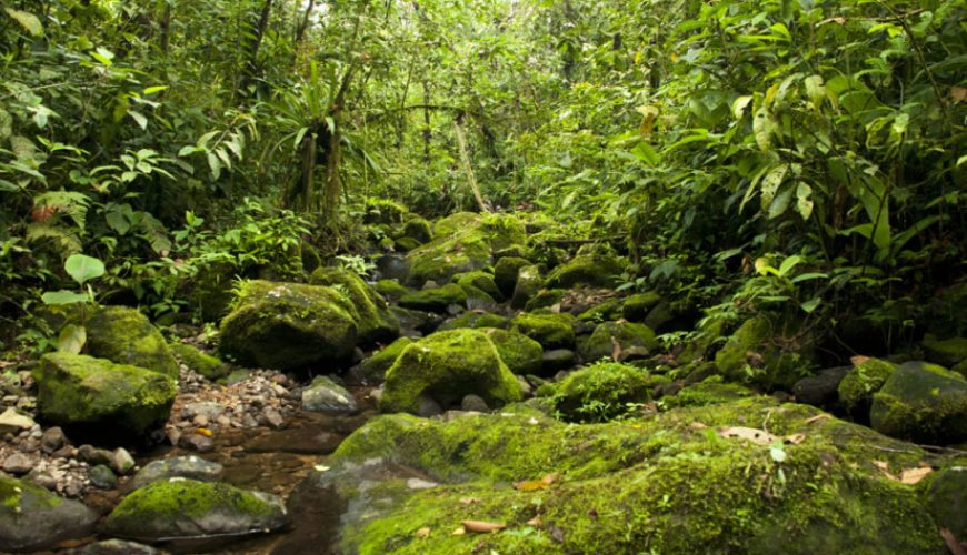 Green Season near Liberia Airport