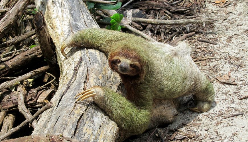 ICT Costa Rica Tourism – Save the Americans/Canadians