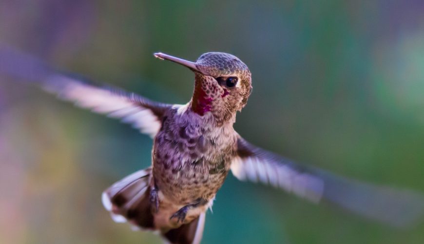 Costa Rica’s Private Tour: Best Guanacaste Tour