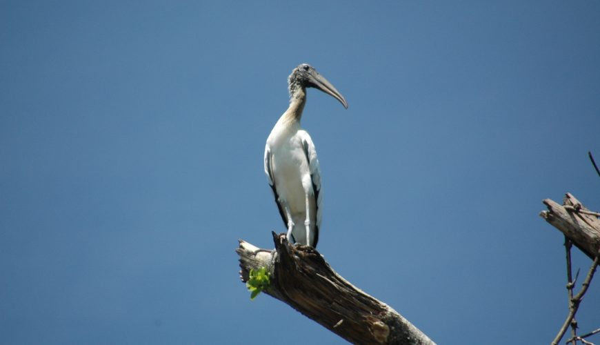 Palo Verde, Costa Rica