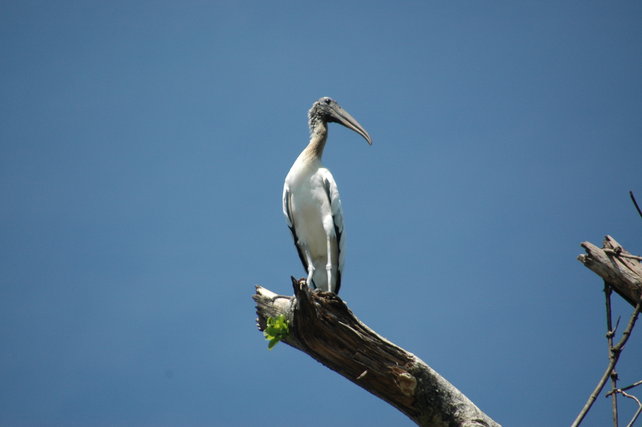 Palo Verde, Costa Rica