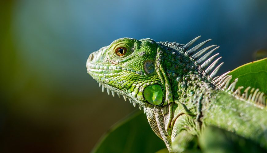 Costa Rica as the best place with vacations to go