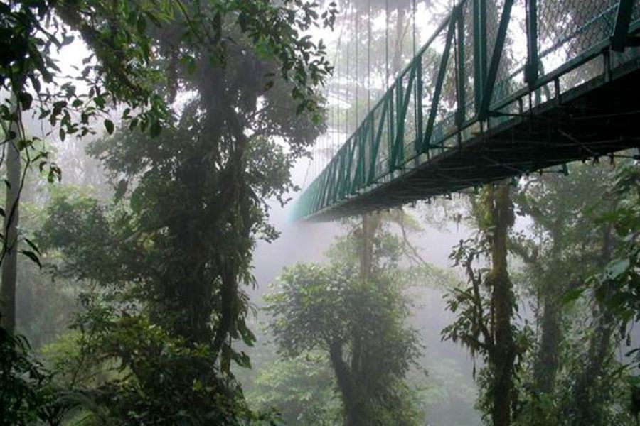 Monteverde Cloud and Rainforest Tour